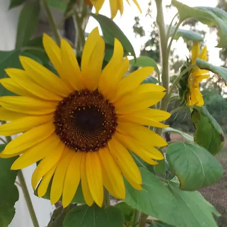 Lemontree Апартаменты Кассиопи