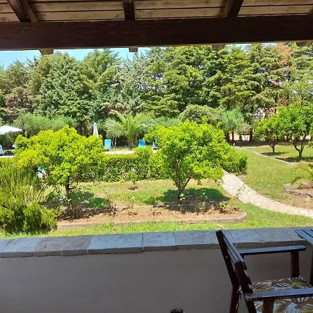 Lemontree קאסיופי